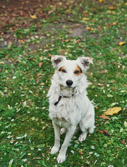 White mongrel homeless dog on green grass. Day of protection of homeless animals. Dog shelter. Vet clinic and veterinary medicine