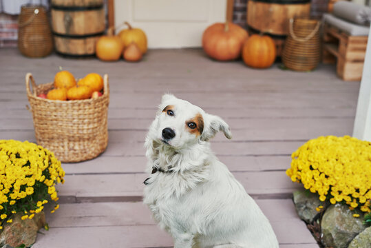 Autumn harvest terrace background. Halloween. Dog is near house. Pumpkins and flowers. Vacation home. Thanksgiving Day