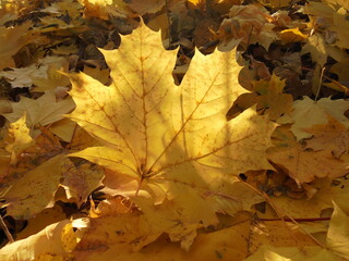 maple leaf