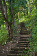 Old stairs in the forest