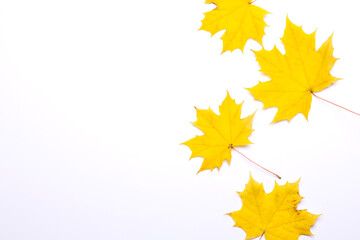 Naklejka na ściany i meble Autumn yellow maple leaves. Maple leafs isolated on white background