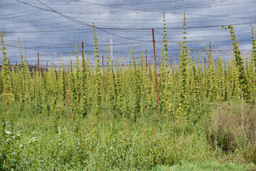 Hop cones plantation