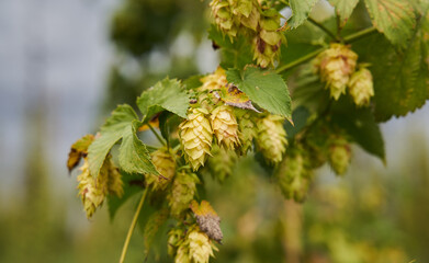Hop cones plantation