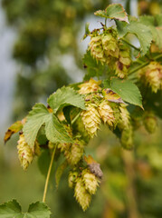 Hop cones plantation