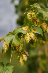 Hop cones plantation