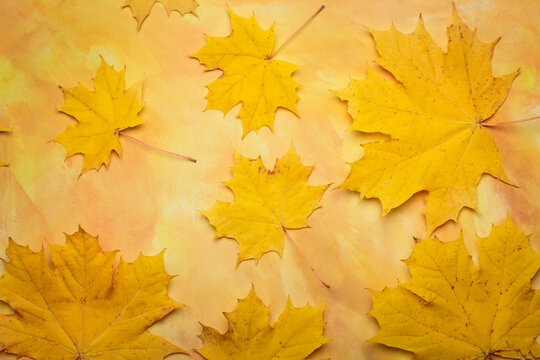 Autumn yellow maple leaves. Maple leafs on yellow background.