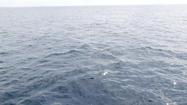 Pod of dolphins porpoising in freedom, pacific ocean surface, blue water splashing. School of wild marine animals leaping, jumping and having fun in sea. Whale watching in Oceanside, California USA.