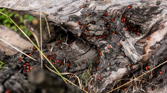Red beetles on stump Apterus Pyrrhocoris