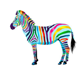 Fototapeta na wymiar Zebra from multicolored paints. Splash of watercolor, colored drawing, realistic. Vector illustration of paints
