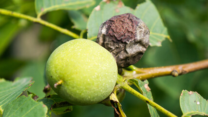 Rotting walnut on a tree branch
