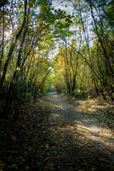 Fototapeta premium SONY DSC