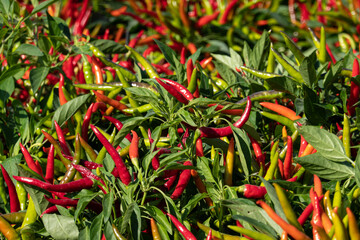 plants of chili peppers in the garden