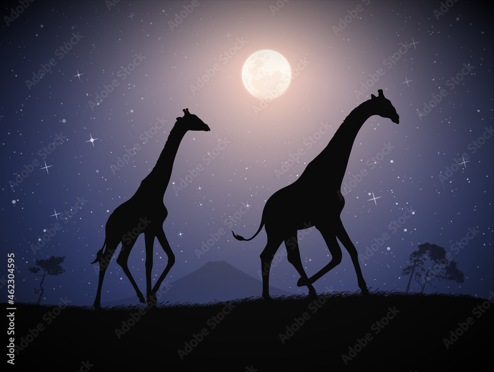 Sticker two giraffes walk in savannah. animal silhouette. full moon at night