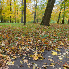 bright autumn maple leaves on a lawn in a suburban park near St. Petersburg, Russia