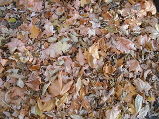 autumn leaves on the ground
