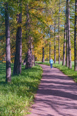 wide dirt path in an autumn park in the suburbs of St. Petersburg, Russia
