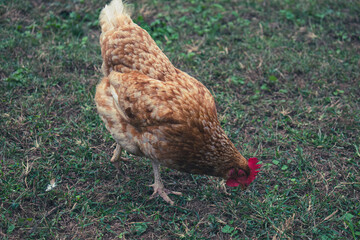 Closeup on chicken pecking the ground for food. 