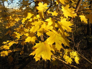 autumn leaves in the forest