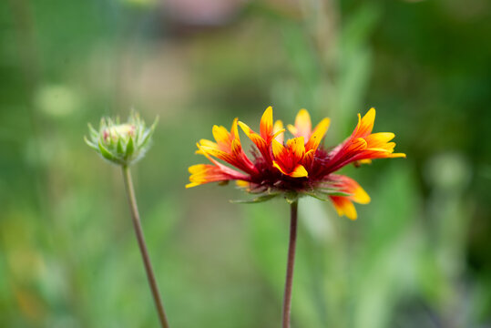 one Gaillardia blooms beautifully on the lawn. High quality photo