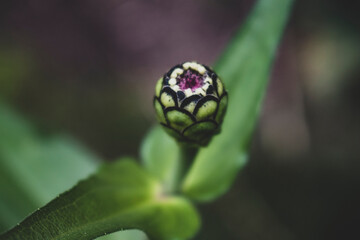 Closeup on flower bud that is just starting to open; providing hints of purple colors and scale shape flower bud. 