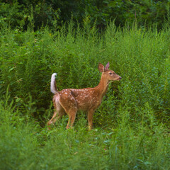 Obraz na płótnie Canvas Side view profile white tail deer fawn, aka Virginia deer in summer, Hudson Valley, New York. 