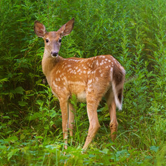 Sweet fawn in a thicket, close up view of a white tailed deer, Odocoileus virginianus, cute baby animal, facing camera, Hudson Valley, Westchester County, New York.