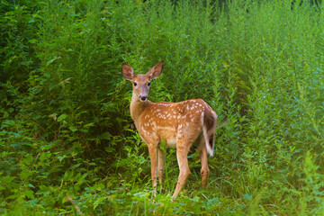 Sweet fawn in a thicket, white-tailed deer, Odocoileus virginianus, cute baby animal, in the Hudson Valley, Westchester County, New York.