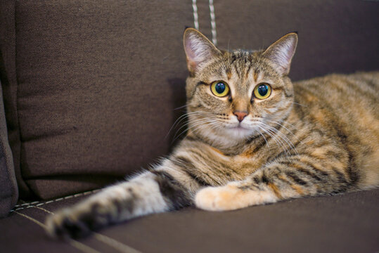 cute cat lies on the couch alone. High quality photo