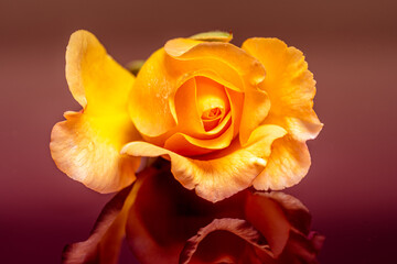 Macro photography of a yellow rose bud