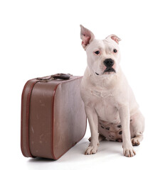 Female white american staffordshire with a suitcase