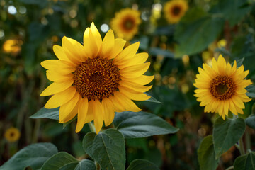Sunflowers in the field close-up. Farming and growing plants. Healthy eating. Farming without...