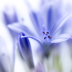 Lilie, Blume, Blüte, Bildhintergrund, floral, lila, violett, blau, Makro, Nahaufnahme, Fotografie,...