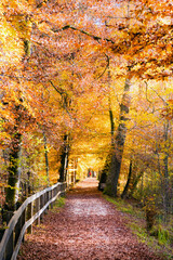 Joggen auf einem Weg durch den Herbstwald, Farben, Blätter, Laub, Herbst, Jogger, Erholung, Naherholungsgebiet, bunt