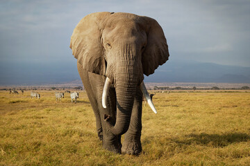 Fototapeta na wymiar African Bush Elephant - Loxodonta africana lonely elephant walking in savannah of the Amboseli park under Kilimanjaro in the afternoon, dust bath, close up portrait