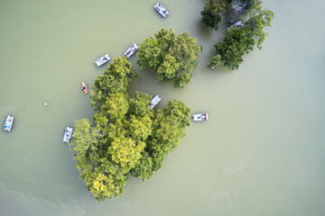 Trees in the water. Catamarans and a boat swam up to the trees. Shooting from a drone. Copy space.