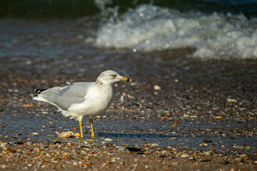 Sandy Hook beach bird