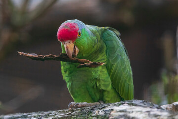 red crowned amazon - Amazona viridigenalis -  Psittacidae