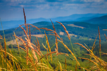 Golden grass growing in Bulgarian highland