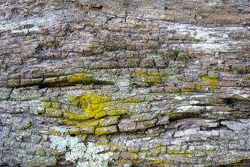 Lichen and moss on deeply textured tree bark in macro view