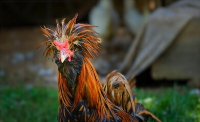 Polish rooster with fabulous plumage looking at the camera