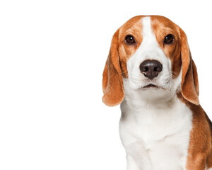Beagle dog portrait isolated on white background