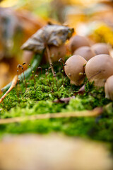 mushrooms in the forest