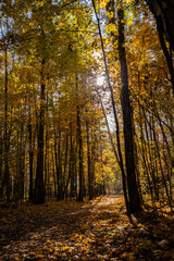 autumn in the forest