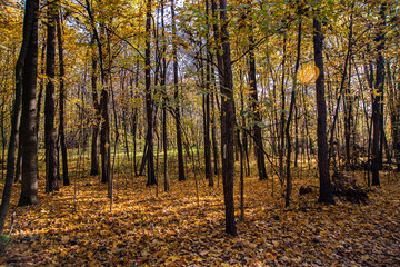 Obraz premium autumn in the forest