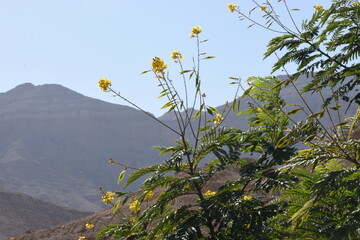 flowers in the mountains