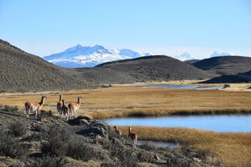Beautiful Landscape Patagonia Where Alpacas