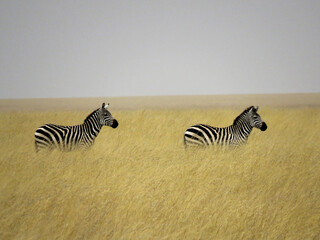 Fototapeta na wymiar zebras mirroring at serengeti