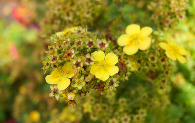 Potentilla fruticosa flowering shrub with bright yellow flowers close up.