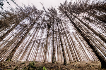 Waldsterben, abgestorbener Nadelwald