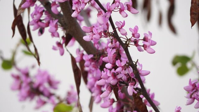 Cercis siliquastrum commonly known as the Judas tree or Judas-tree branch in bloom light wind